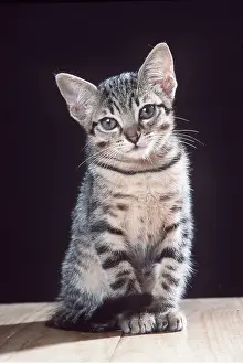 Thoughtful: TABBY CAT - kitten