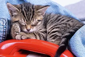 Telephones: Tabby CAT kitten - asleep with telephone