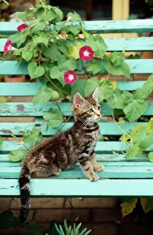 Ardea London: TABBY CAT - KITTEN ON BENCH