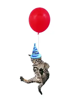 070219: Tabby Cat, Kitten dangling from balloon wearing