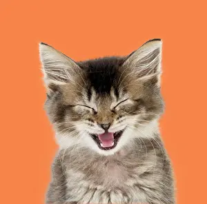 Everyday: Tabby Cat, kitten eyes closed singing with mouth open
