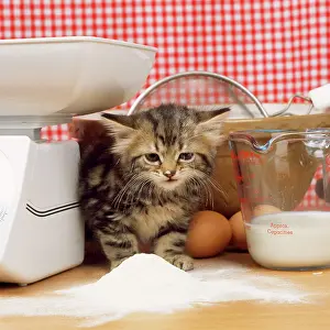Unhygienic: Tabby Cat - kitten with flour on nose & whiskers