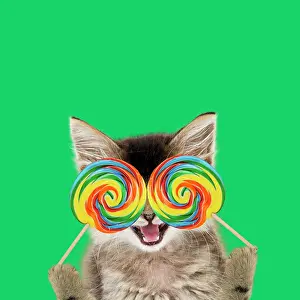 Lollipop: Tabby Cat, kitten holding lollipops, mouth open
