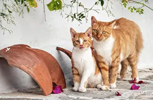 Paros: Tabby cat with kitten, Paros, Cyclades, Aegean Sea