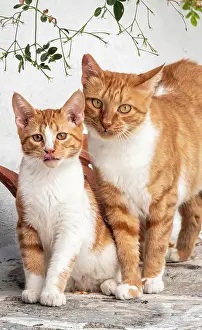 Paros: Tabby cat with kitten, Paros, Cyclades, Aegean Sea