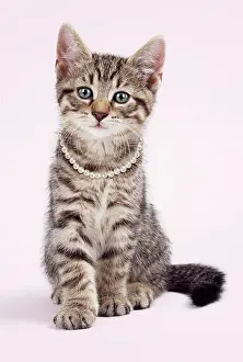 220719: Tabby Cat, kitten sitting wearing necklace