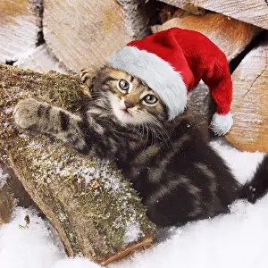 051119: Tabby Cat, kitten on snow covered log wearing Christmas hat
