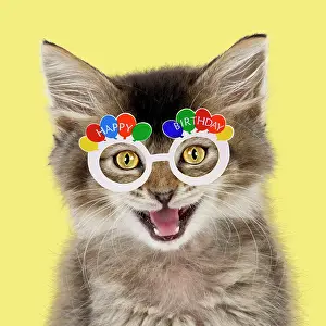 Celebrations: Tabby Cat, kitten wearing Happy Birthday glasses