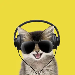 051119: Tabby Cat, kitten wearing headphones and sunglasses