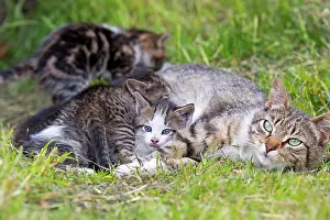 Litters: Tabby cat and kittens in the grass-Torres del Paine Chile