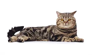 Andy Teare: Tabby cat, lying down