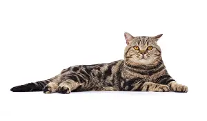Andy Teare: Tabby cat, lying down