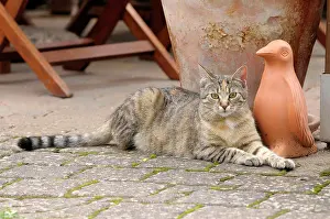 Clay: Tabby cat lying in front of a clay figure getigerte