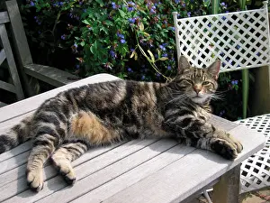 Toms: Tabby Cat - Lying down on garden table