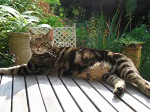 Toms: Tabby Cat - Lying down on garden table