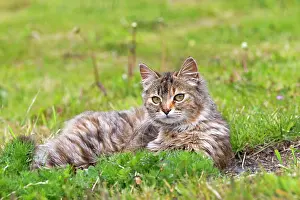 Bedtime: Tabby cat lying in the grass - Torres del Paine Chile
