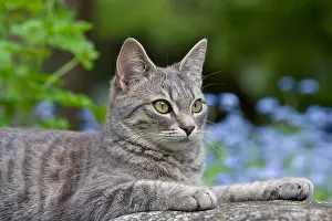 Unsharp: Tabby cat lying on the bottom of Myosotis France