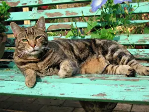 Toms: Tabby Cat - Lying down on old bench