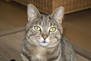 Mackeral: Tabby cat with mackeral markings - Norfolk UK
