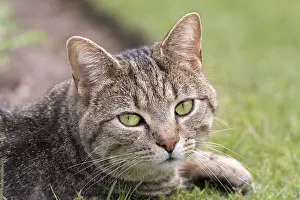 Mackeral: Tabby cat with mackeral markings - Norfolk UK
