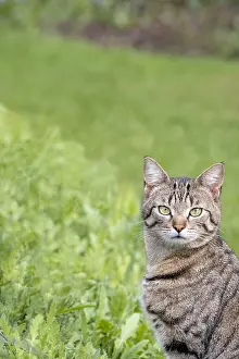 Mackeral: Tabby cat with mackeral markings - Norfolk UK