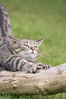 Mackeral: Tabby cat with mackeral markings - Norfolk UK