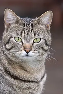 Mackeral: Tabby cat with mackeral markings - Norfolk UK