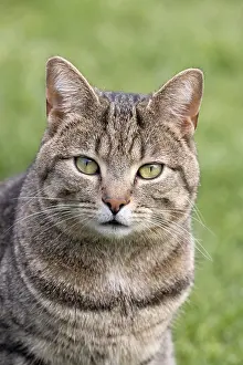 Mackeral: Tabby cat with mackeral markings - Norfolk UK