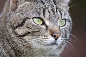 Mackeral: Tabby cat with mackeral markings - Norfolk UK