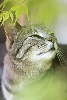 Mackeral: Tabby Cat with mackeral markings - Norfolk UK