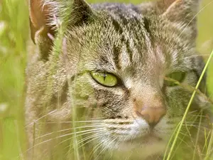 200621: Tabby Cat in meadow