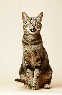 Cream: TABBY CAT - miaowing in studio
