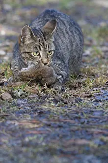 Hunted: Tabby cat with mice in forest Oberbruck Haut Rhin