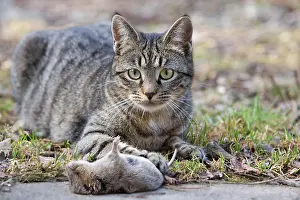 Hunted: Tabby cat with mice in forest Oberbruck Haut Rhin