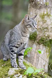 Pieces: Tabby cat on a mossy stone in the woods France