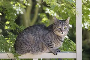 211119: Tabby Cat - Norfolk UK