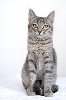 Oberbruck: Tabby cat in Oberbruck in the Haut-Rhin