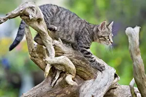 Oberbruck: Tabby cat in observation on a root Oberbruck