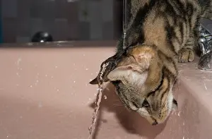 Materials: Tabby cat playing with the tap of a sink - France