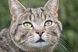 211119: Tabby Cat portrait - Norfolk UK