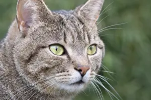 211119: Tabby Cat portrait - Norfolk UK