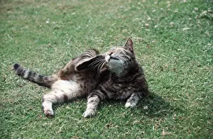 Scratching: TABBY CAT - Scratching