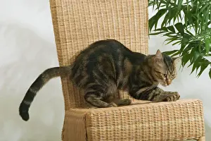 Clawing: Tabby Cat - scratching chair
