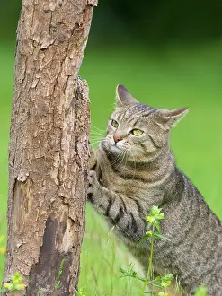 Scratching: Tabby Cat scratching in tree trunk
