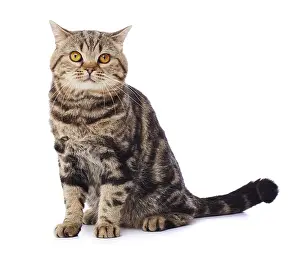 Andy Teare: Tabby cat, sitting