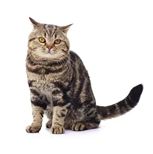 Andy Teare: Tabby cat, sitting