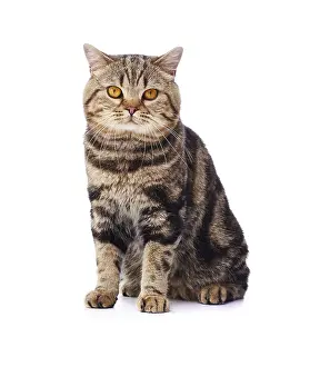 Andy Teare: Tabby cat, sitting