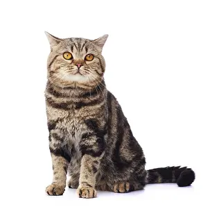 Andy Teare: Tabby cat, sitting