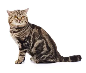 Andy Teare: Tabby cat, sitting