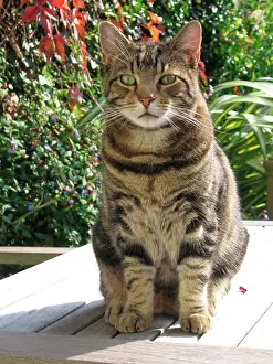 Toms: Tabby Cat - Sitting down on garden table